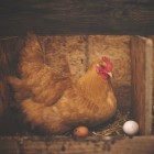 Zijn eieren van eigen kip gezonder of lekkerder?