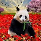 Panda-diplomatie: hoe zit dat?