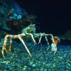 De Japanse spinkrab, de grootste krab ter wereld