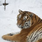 De Siberische tijger: leefomgeving & uiterlijke kenmerken