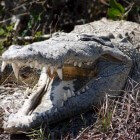 Voortplanting krokodillen en alligators: van paring tot nest