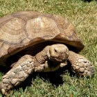 De laatst levende Galapagos schildpad