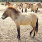 Paardenras: het Przewalski paard