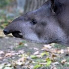 Zoogdieren: Tapirs