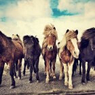De IJslandse pony: oersterk, stoer en toch charmant