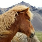 IJslandse paarden: stoere, eigenwijze viervoeters
