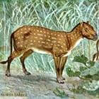 De voorouders van het paard: Hyracotherium of Eohippus