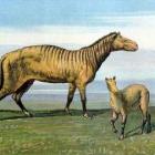 De voorouders van het paard: Orohippus