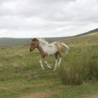 Paardenras: Dartmoor-pony