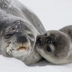 Antarctica en zijn zeehonden