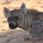 De gevlekte hyena