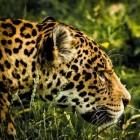 Diersoort: de jaguar