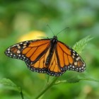 De Monarch vlinder