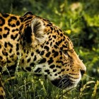 Jaguar: leefwijze, voortplanting en leefomgeving