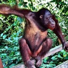 Orang oetan: leefomgeving en voortplanting