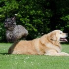 Hondensport: Doggy dancing