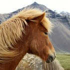 De IJslandse pony