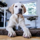 Honden: aanlijnplicht, opruimplicht en belasting