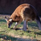 De kangoeroe, een Australische bewoner