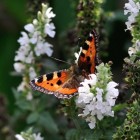 De vlinder: een elegant insect