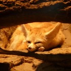 De fennek: kleine vos met grote oren
