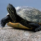De Zeeschildpad: langzaam op het land, snel in het water