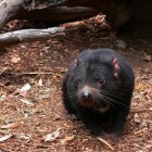 De Tasmaanse duivel - bijna uitgestorven