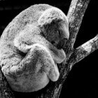 De Koala - een schattig buideldiertje
