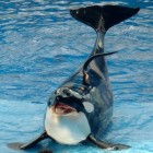 Gevolgen van orkas in gevangenschap