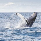 Walvisjacht: Niet meer van deze tijd?