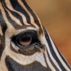 De zebra in Afrika