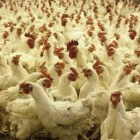 De schandalige bio-industrie: Onze kippen