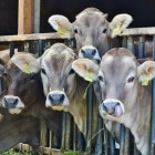 De schandalige bio-industrie: Onze koeien