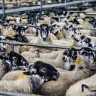 De schandalige bio-industrie: Onze schapen en geiten