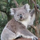 Alles over de koala