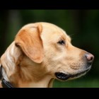 ADL-hond: hulp bij lichamelijke beperking
