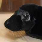 Melanisme: zwarte zeehond - zwarte panter - zwart schaap