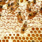 Bijenwas als bouwmateriaal en voor diverse producten