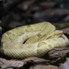 Snake island: Een eiland vol giftige slangen