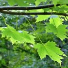 Suikeresdoorn (Acer saccharum): kleurrijke boom uit Canada