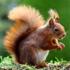 Praktische tips voor het voeren van eekhoorns in de tuin