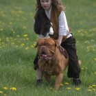 Hondenrassen: Bordeauxdog