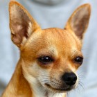 De Chihuahua, het kleinste hondenras ter wereld!