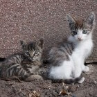 Kat als huisdier: kitten of volwassen kat