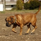 Boerboel: een groot en sterk hondenras uit Zuid-Afrika