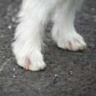 Gezondheid hond: voeten