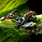 Mieren, de ideale huisdieren