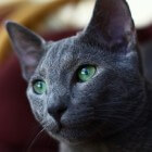 Kattenrassen: Blauwe Rus