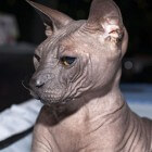 Kattenrassen: Don sphynx, een haarloze kat