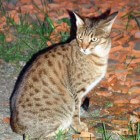 Amerikaans kattenras uit siamees en abessijn: de ocicat
